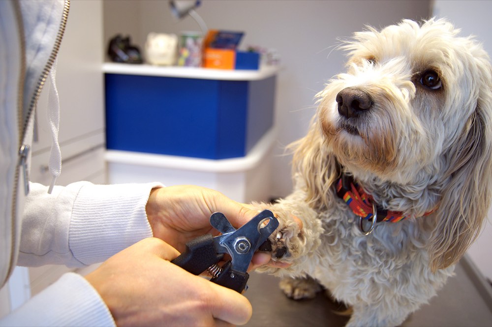 Hund bei der Krallenpflege